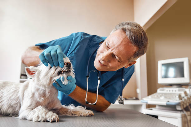 Best Emergency Dental Services for Seniors in Shokan, NY